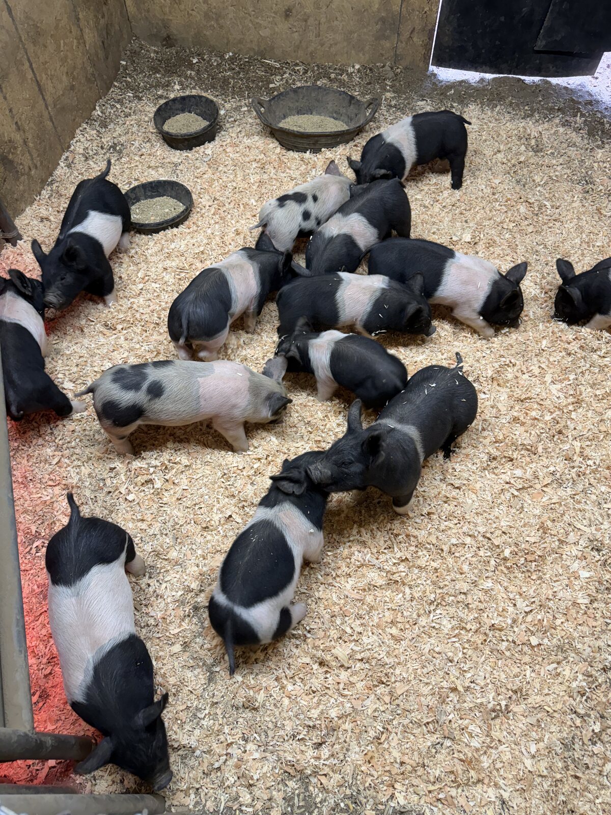 Overhead view of a group of young black and white crossbred piglets in a pen with wood shavings.