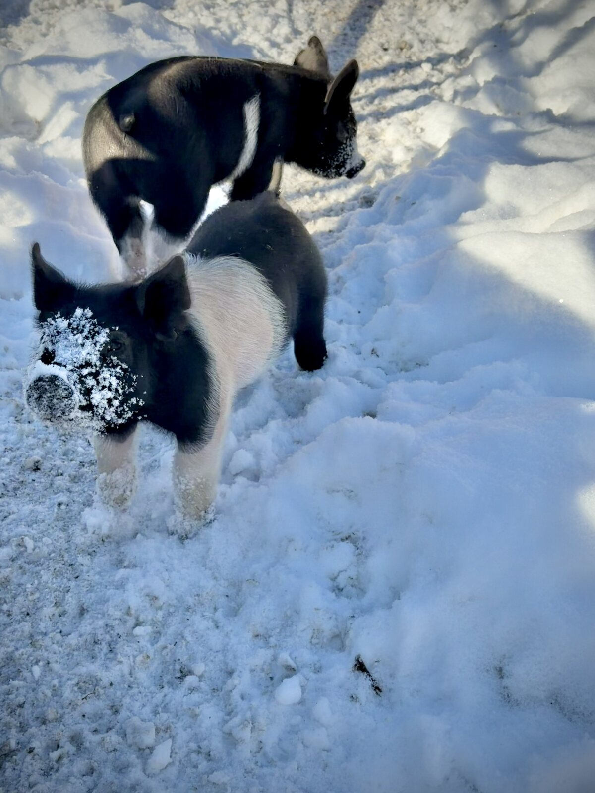 Two young black and white piglets standing in the snow on the farm, one with snow on its face.