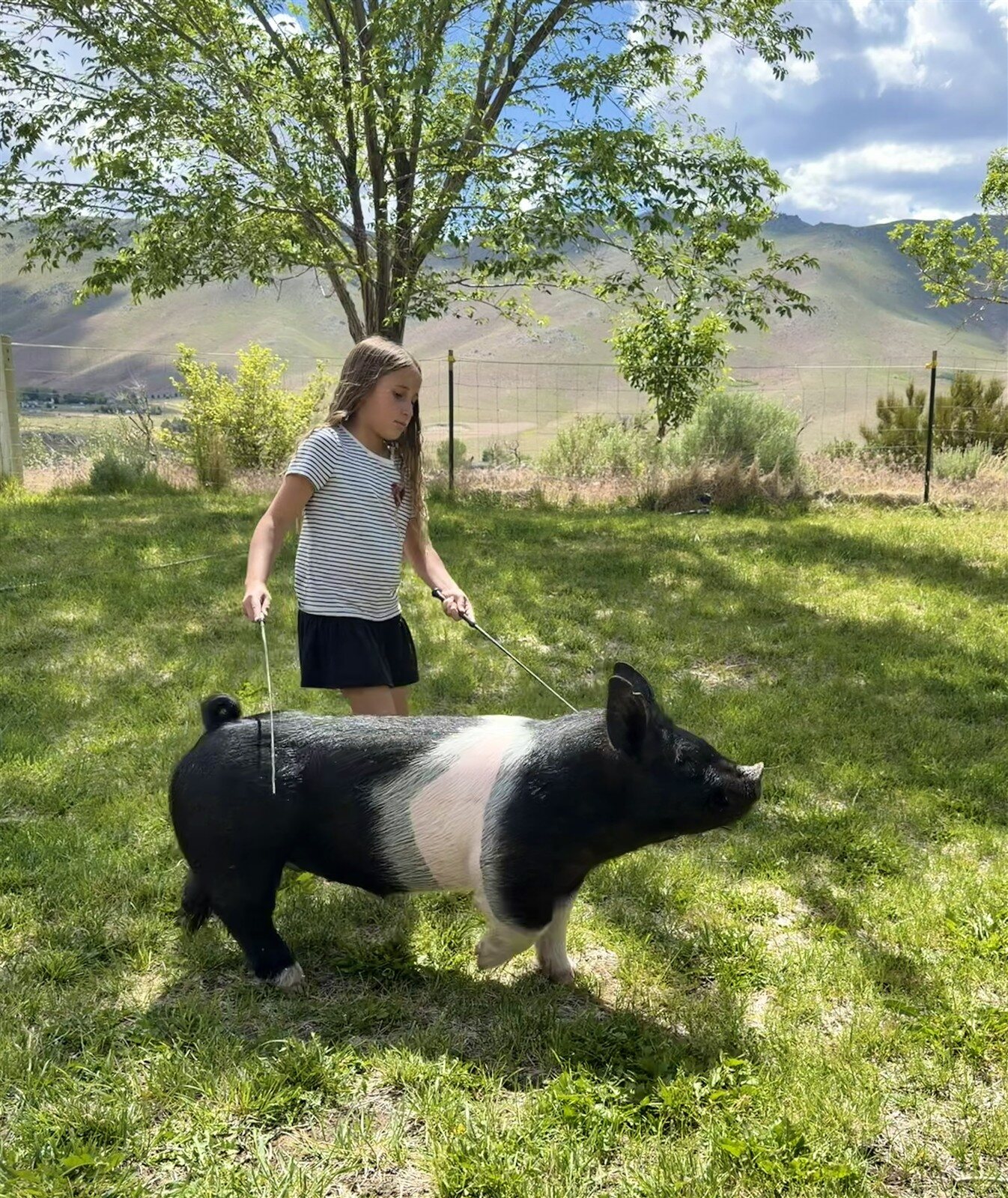 Young 4-H member in the Reno high desert showing her beautiful black and white crossbred project pig. She holds a show cane as the healthy gilt stands in perfect form on a sunny grassy field with Nevada hills behind her.
