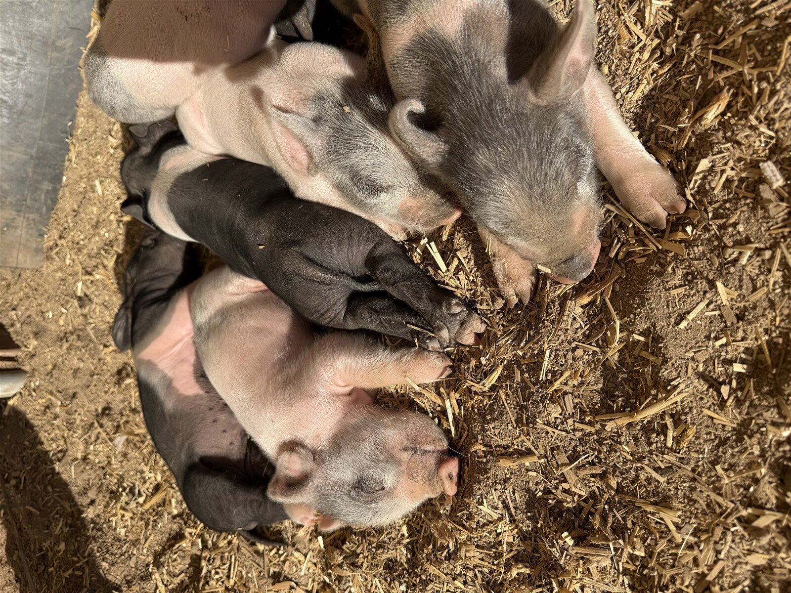 Detailed close-up of young piglets sleeping on the farm.
