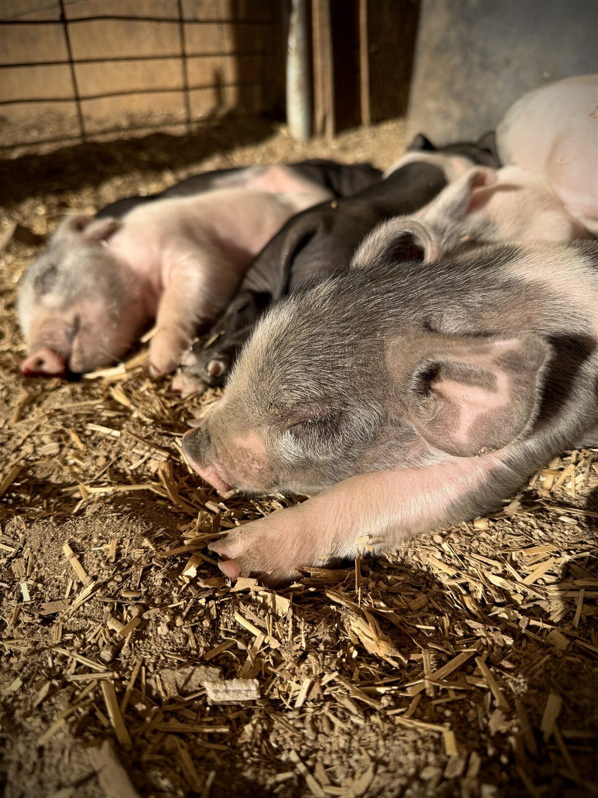 Close-up view of sleeping piglets on fresh shavings.