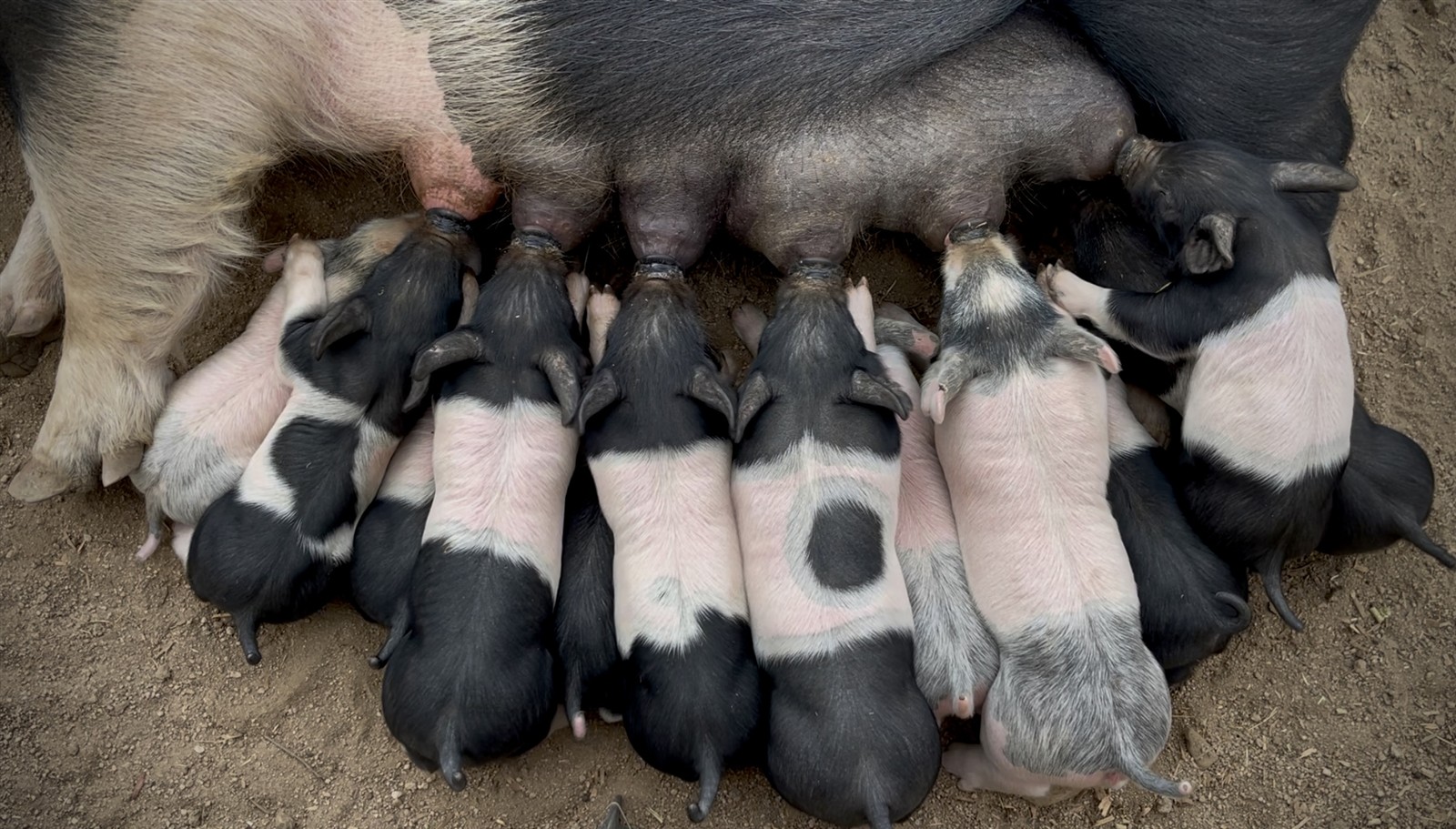 Litter of black and white piglets nursing from their mother on the Varni Family farm near Reno, Nevada.